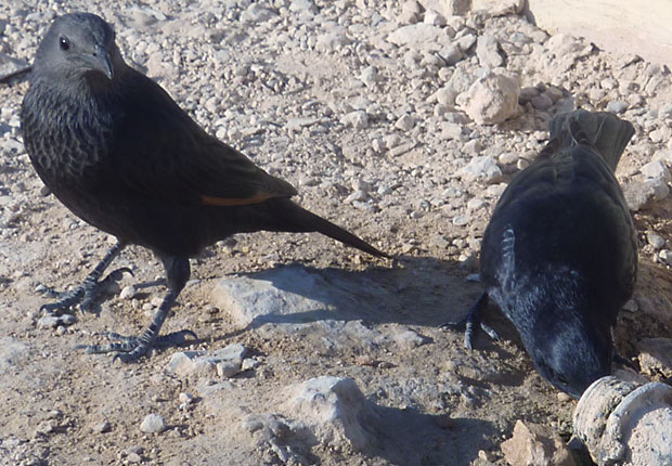 masadan juovat linnut