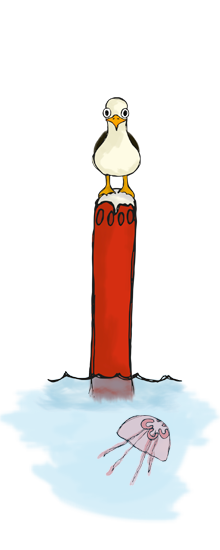 punainen merimerkki lokki istuu päällä vedessä meduusa