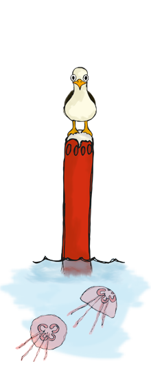 punainen merimerkki lokki istuu päällä kaksi meduusaa vedessä