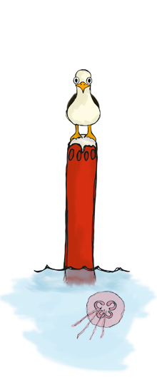 punainen merimerkki lokki istuu päällä